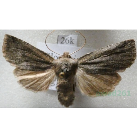 Conistra ligula (Esper, 1791) Porożnica Slovakia26k